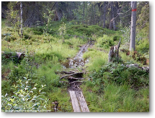 sehr sumpfiger kungsleden am fuss des varekietje