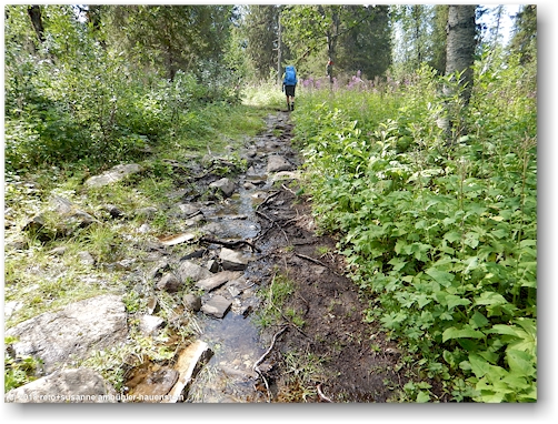 noch mehr sumpf im verlauf des kungsleden am fuss des varekietje