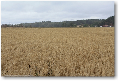 kornfeld bei kyrkoryk
