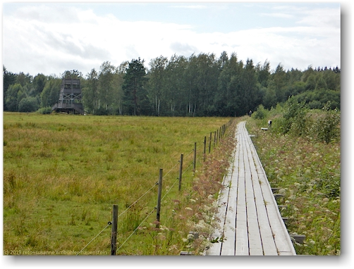 steg und aussichtsturm im mariebergsskogen in karlstad