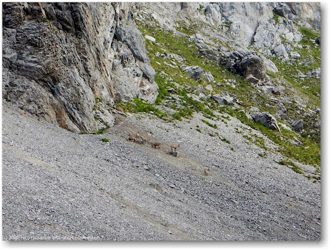 gaemse entlang des aufstiegs zum schnidejoch