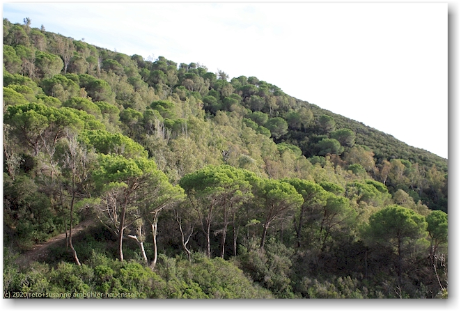 wald am monte stella