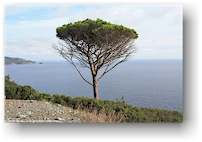 markanter baum beim capo della stella