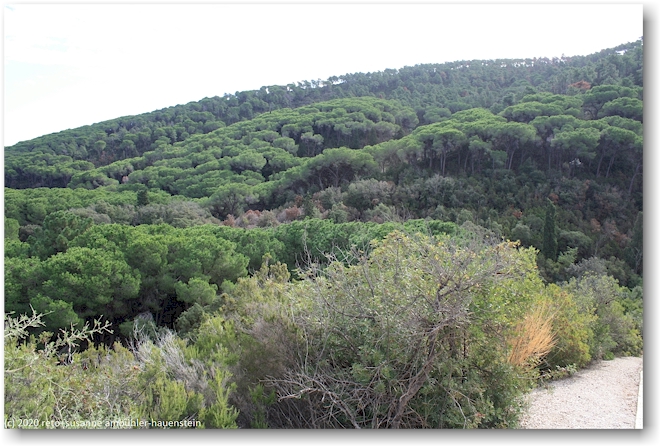 wald am abhang des poggio fino
