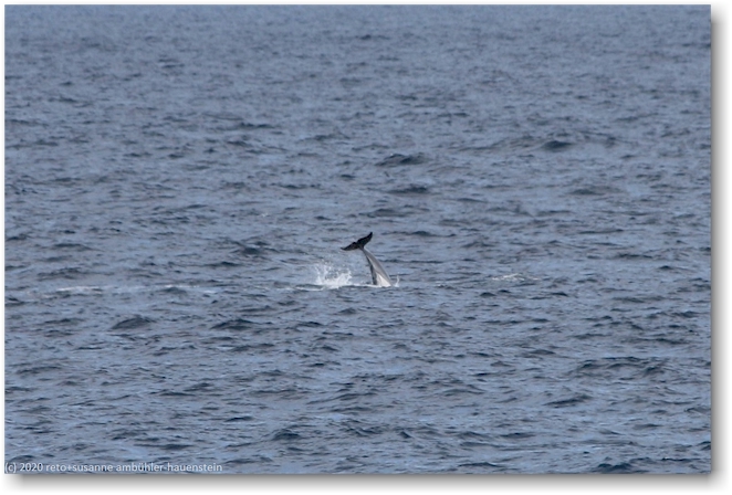 delphin in der naehe des punta bianca