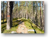 wald im muddus nationalpark