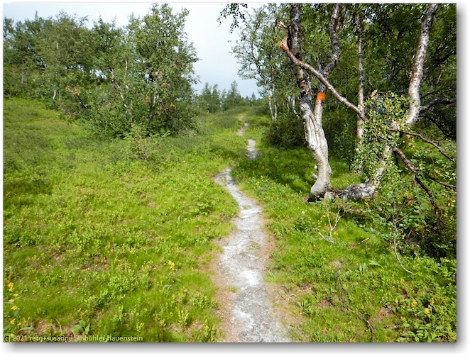neuer kungsleden bei nulpe