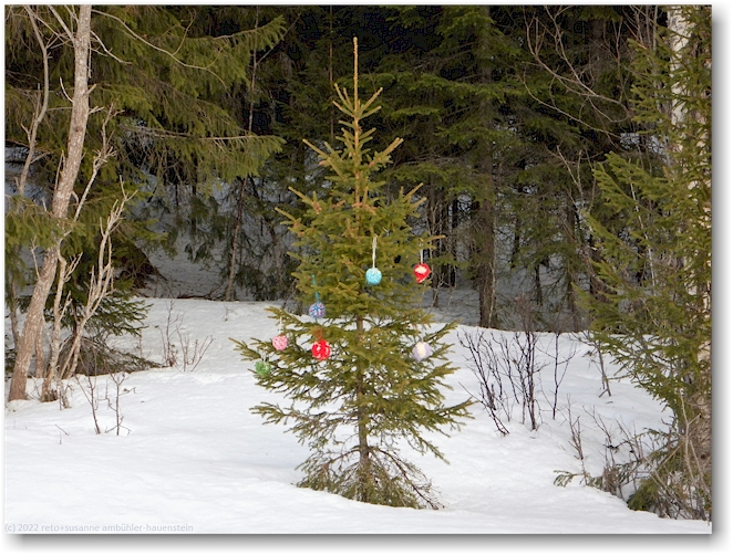 geschmueckter tannenbaum neben der loipe bei duved