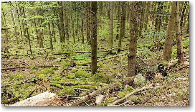 moosbewachsner waldboden im seelwald