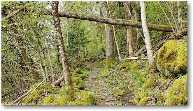 pfad durch den seelwald