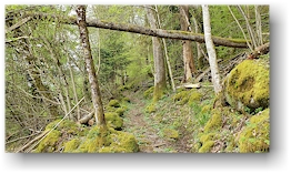 wanderweg durch den seelwald bei kruth