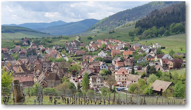 blick auf riquewihr und die umliegenden rebberge