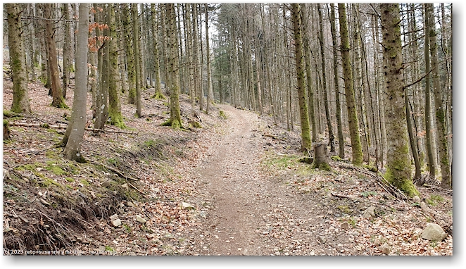 waldweg vom le markstein hinunter richtung lac de la lauch