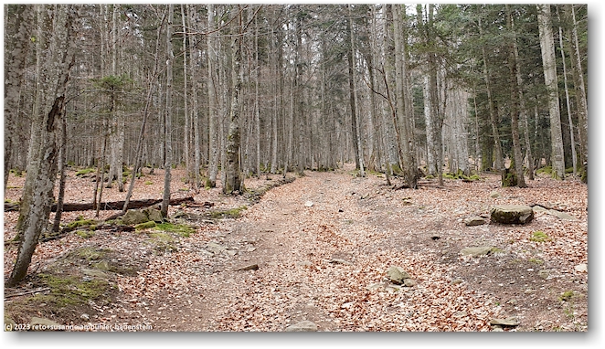 waldweg von der D430 hinauf richtung oberlaucher alp
