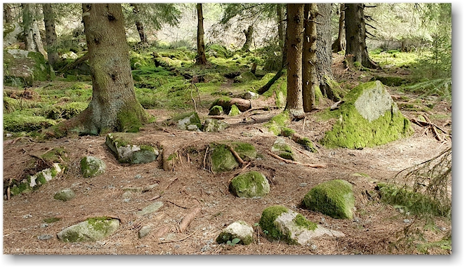 moosbewachsener waldboden beim lac blanc