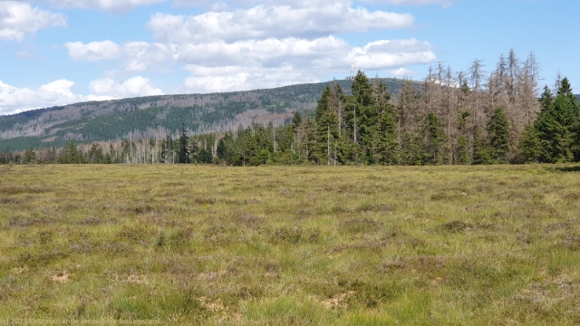 moorlandschaft am fuss des brocken