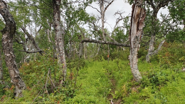 hindernisreicher wanderweg bei fjaellnaes