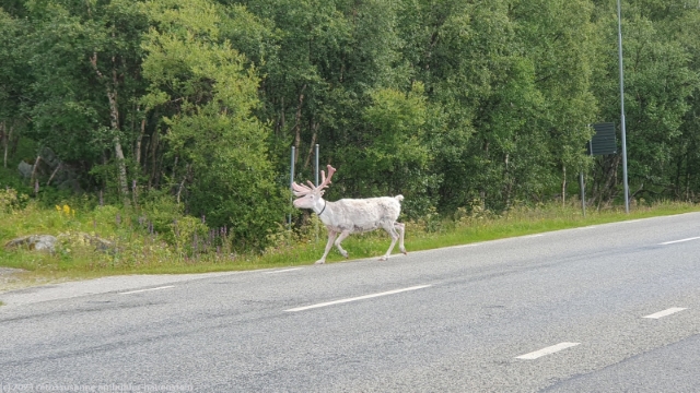 rentier auf der landstrasse bei fjaellnaes
