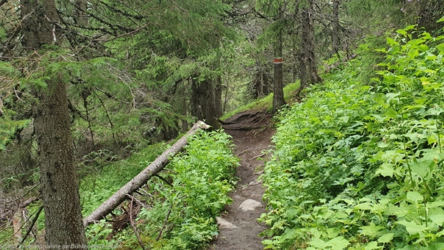 wanderweg am totthummeln in are