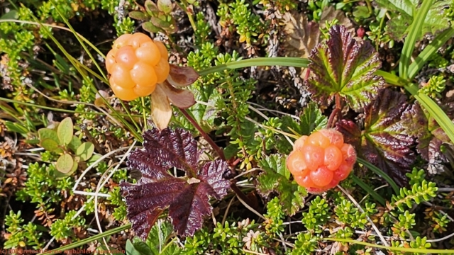 moltebeeren am fuss des rundvalen
