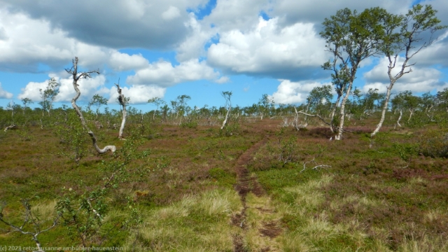 wanderweg durch lichten birkenwald
