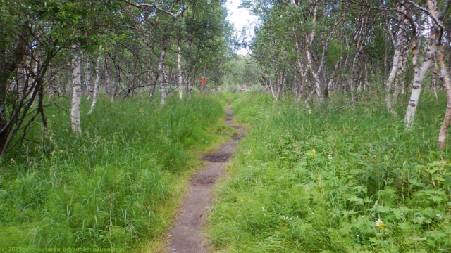 wanderweg durch birkenwald bei sevedholm