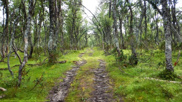 wanderweg durch birkenwald am fuss des klasberget