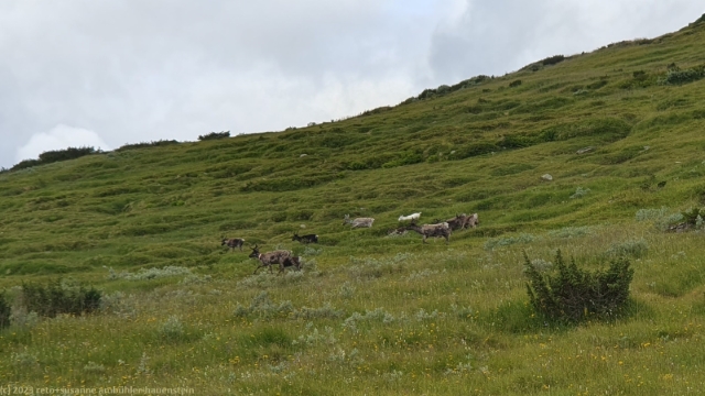 rentiere auf der flanke des mittaklaeppen