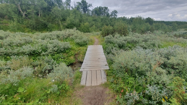 bruecke im sumpfgebiet