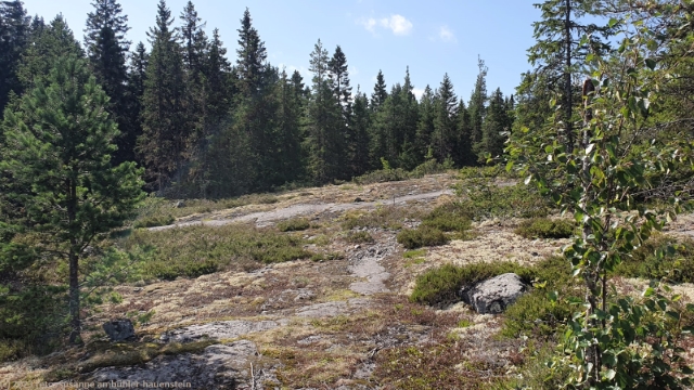 lichtung auf holmen