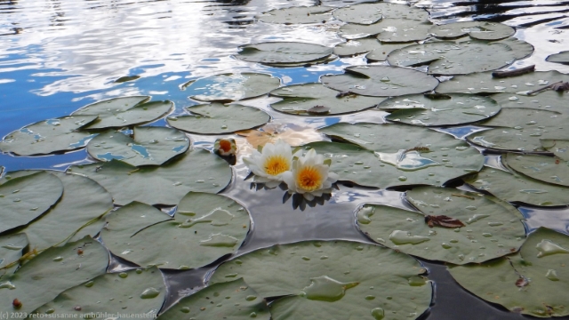 seerosen im kleinen, namenlosen see bei pitea