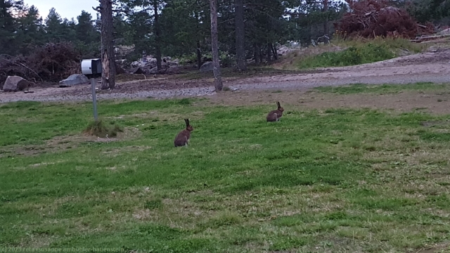 wilde kaninchen auf dem pite havsbad campingplatz
