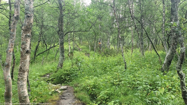 wanderweg durch birkenwald bei laisaliden