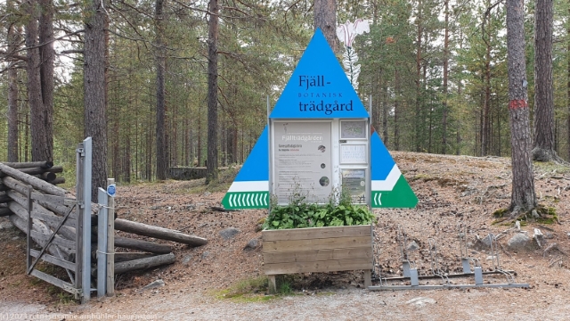 botanisk fjaelltraedgard bei jokkmokk