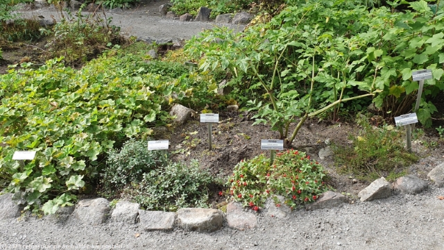 pflanzenbeet im botanisk fjaelltraedgard bei jokkmokk