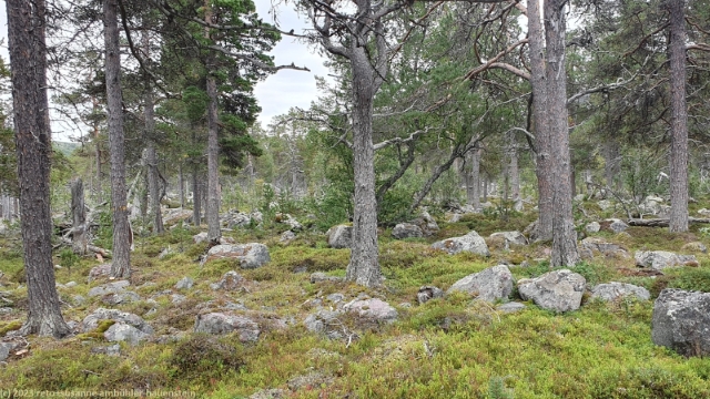 wilder wald beim naturum stora sjoefaellet