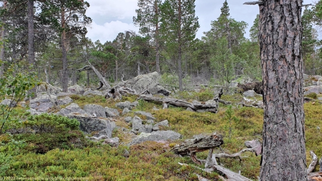 wilder wald beim naturum stora sjoefaellet