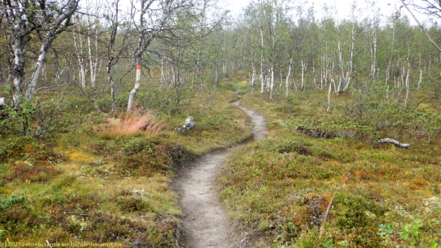 wanderweg durch birkenwald