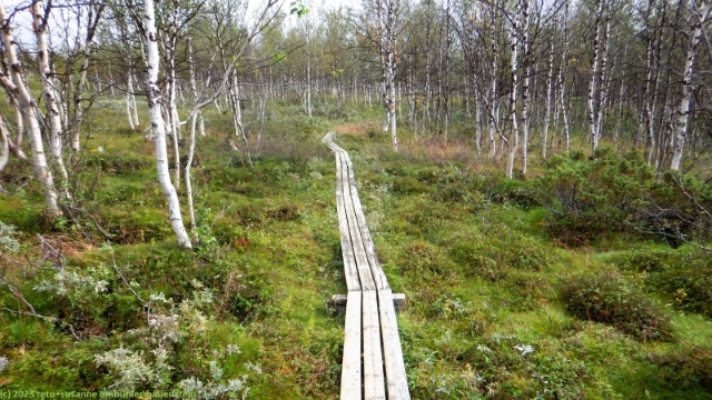 wandersteg durch birkenwald im verlauf des padjelanta