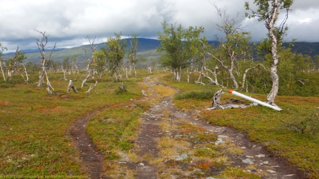 wanderweg durch lichten birkenwald