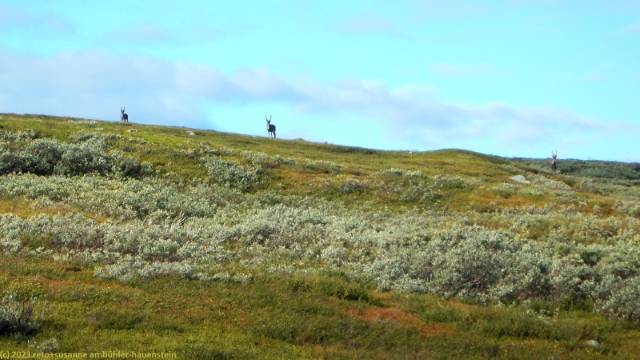 rentiere auf der flanke des spietjau