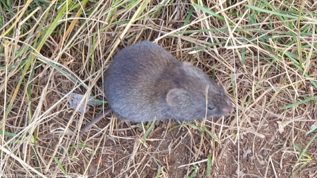 bissige maus unter dem picknicktisch bei der laddejakkastuga