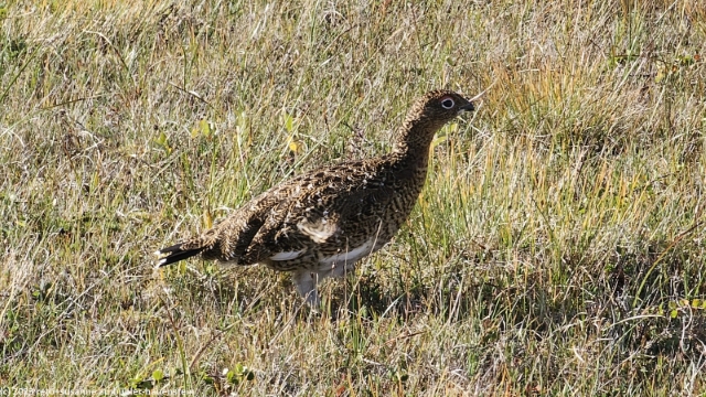 schneehuhn auf der nordwestlichen flanke des padjelanta