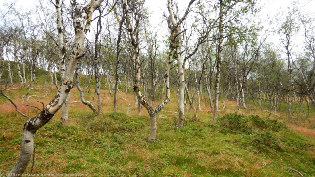 wilder birkenwald im tal des gieddejahka