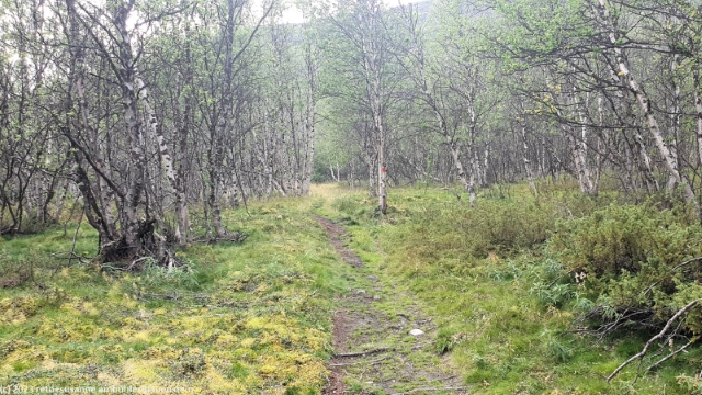 wanderweg durch birkenwald am fuss des njulla