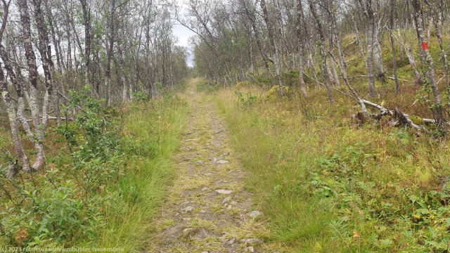 rallervaegen durch birkenwald