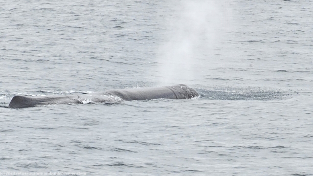 pottwal in der norwegischen see vor andenes