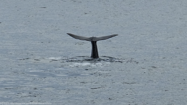 schwanzflosse eines pottwal in der norwegischen see vor andenes