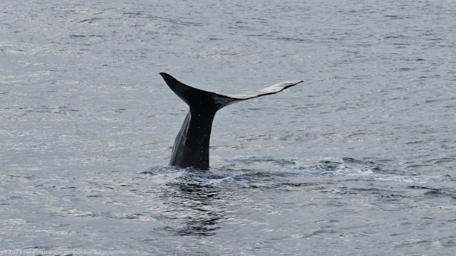 schwanzflosse eines pottwal in der norwegischen see vor andenes