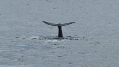 schwanzflosse eines pottwal in der norwegischen see vor andenes